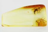 Detailed Fossil Wasp (Bethylidae) In Baltic Amber #315321-1